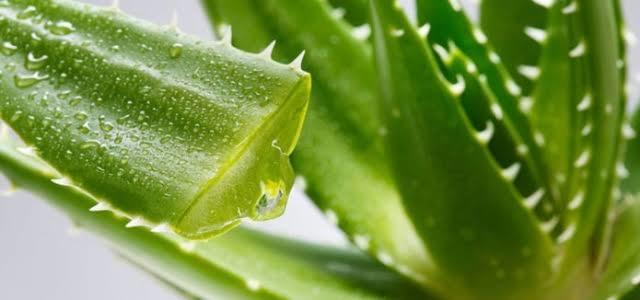 Yüzünde Kimyasal Ürünler Kullanmaya Çekinenler Aloe Vera Size Çok İyi Gelecek!