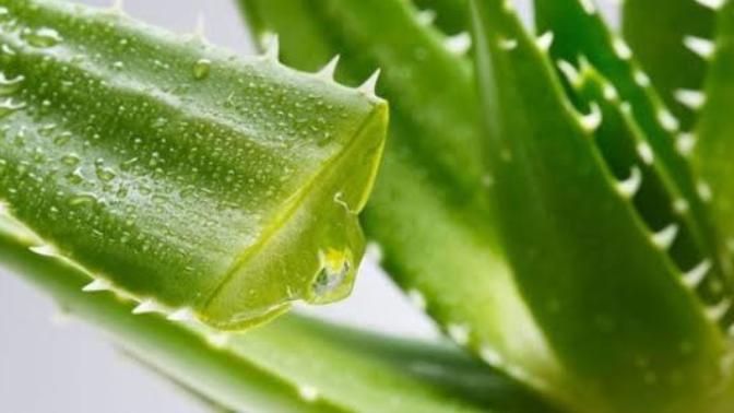 Yüzünde Kimyasal Ürünler Kullanmaya Çekinenler Aloe Vera Size Çok İyi Gelecek!