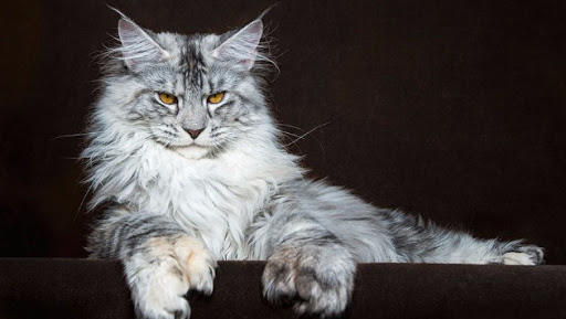 Kedi loading....