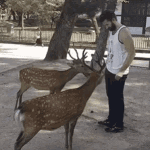 Neden geyiklere taktık ki sanki..