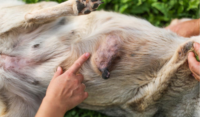 Köpekte meme kanserli doku.