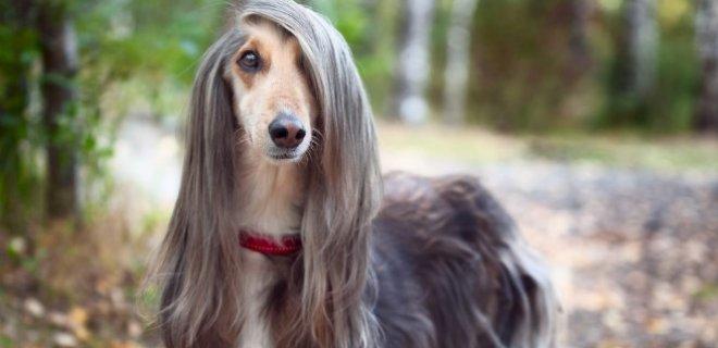 Köpekler Hakkında Daha Önce Duymadığınız 5 Enteresan Bilgi!