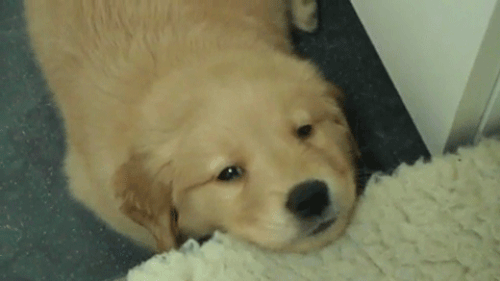 Köpekler Hakkında Daha Önce Duymadığınız 5 Enteresan Bilgi!