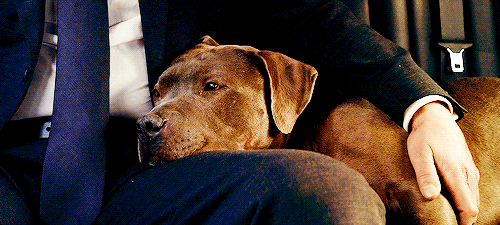 Köpekler Hakkında Daha Önce Duymadığınız 5 Enteresan Bilgi!