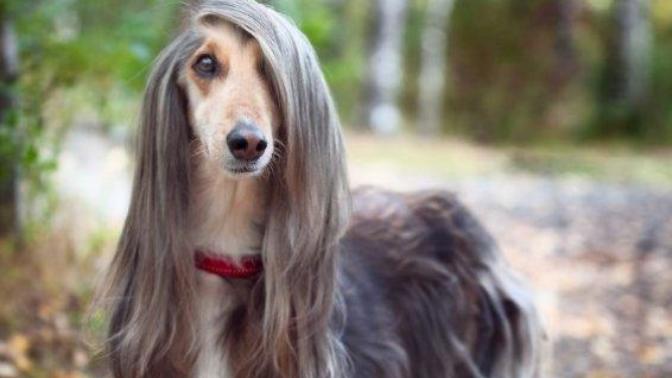 Köpekler Hakkında Daha Önce Duymadığınız 5 Enteresan Bilgi!