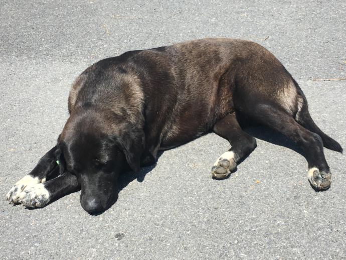 okulumuzun bahçesindeki köpeklerden biri