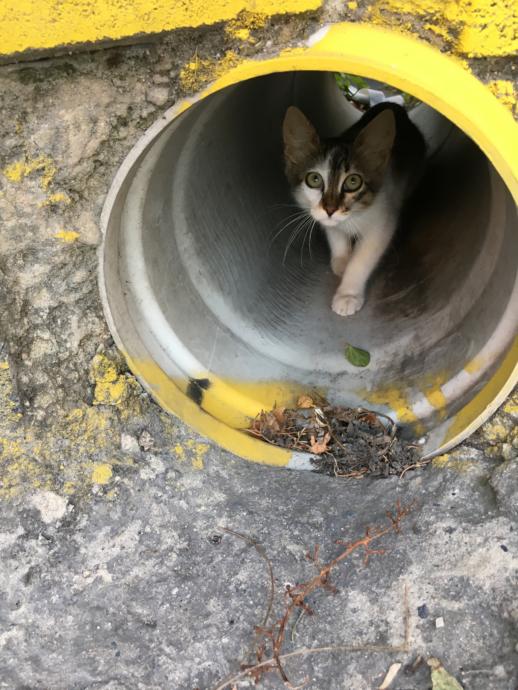 mahallemizin kedilerinden biri