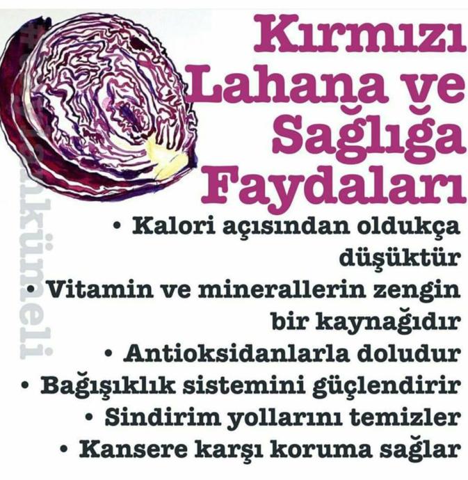Sağlığımıza Rengini Katan Kırmızı Lahananın Faydaları Nelerdir?