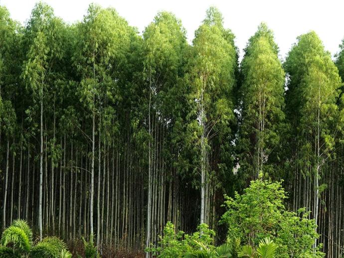Baş Ağrısı ve Migren İçin Kullanılabilecek Aromatik Yağlar