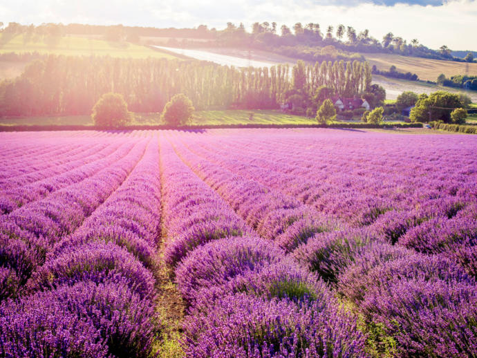 Baş Ağrısı ve Migren İçin Kullanılabilecek Aromatik Yağlar