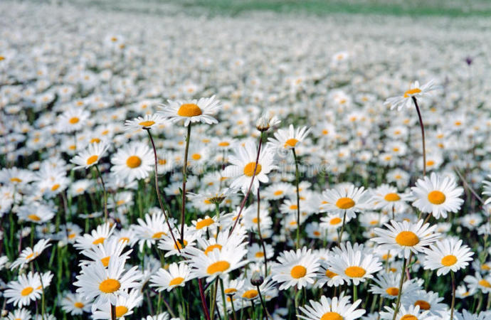Baş Ağrısı ve Migren İçin Kullanılabilecek Aromatik Yağlar
