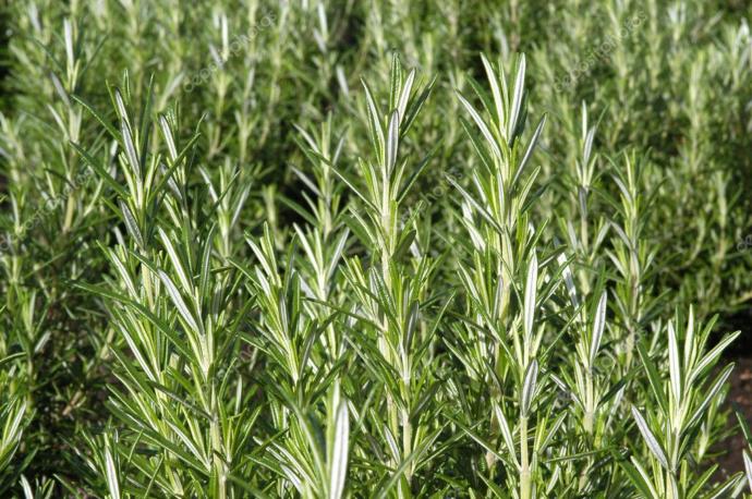 Baş Ağrısı ve Migren İçin Kullanılabilecek Aromatik Yağlar