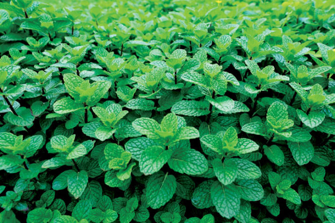 Baş Ağrısı ve Migren İçin Kullanılabilecek Aromatik Yağlar