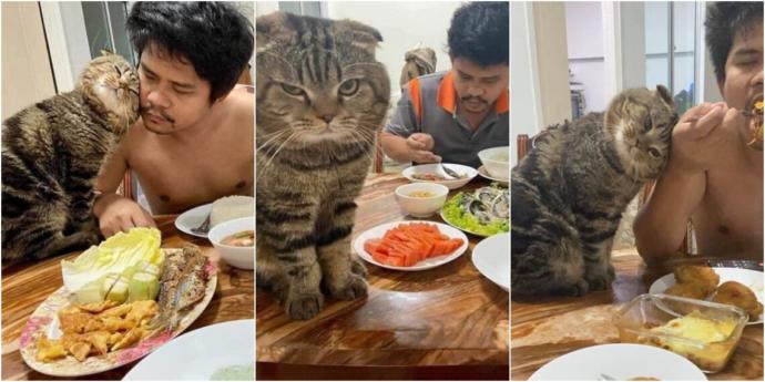 Sahibini Eşinden Kıskanan Kedinin Birbirinden Komik 10 Fotoğrafı!