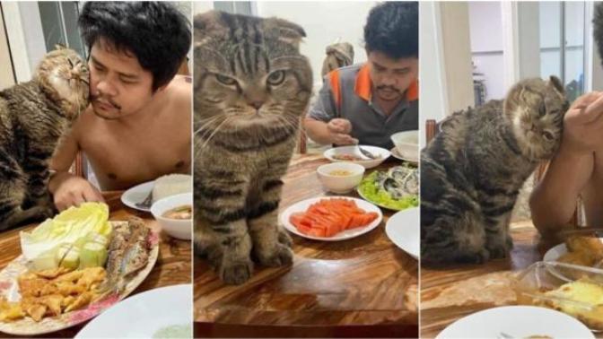 Sahibini Eşinden Kıskanan Kedinin Birbirinden Komik 10 Fotoğrafı!
