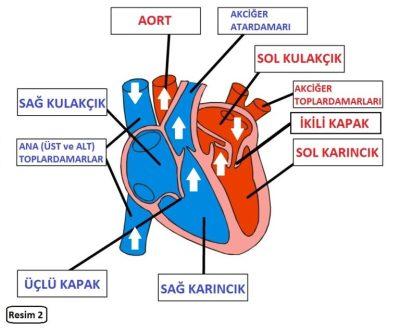 Tamamen kusursuz bir düzenle işleyen yapı.