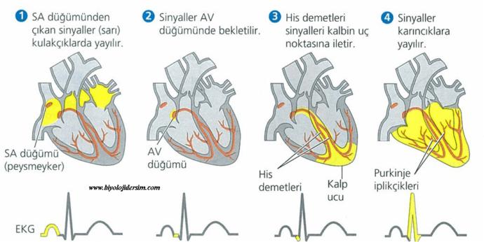 Bir kalbin yapabileceği faydaya bile erişemeyecek insanları düşünün bir de...