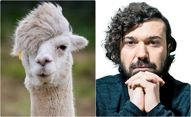 Saçlarını Hayvanlar Aleminden Örnek Almış Bazı Ünlüler!