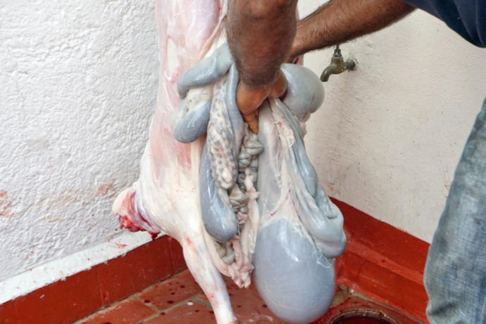 Dışkı Boşaltım Organları Yiyecek Olamaz!