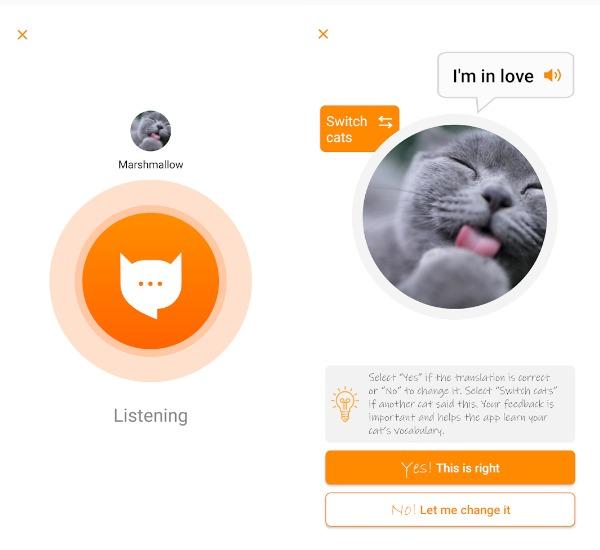 Kedi Sahiplerine Müjde! Kedinizin Ne Dediğini Anlamak için Uygulama Geliştirildi: MeowTalk