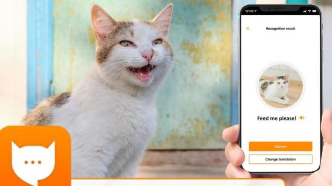 Kedi Sahiplerine Müjde! Kedinizin Ne Dediğini Anlamak için Uygulama Geliştirildi: MeowTalk
