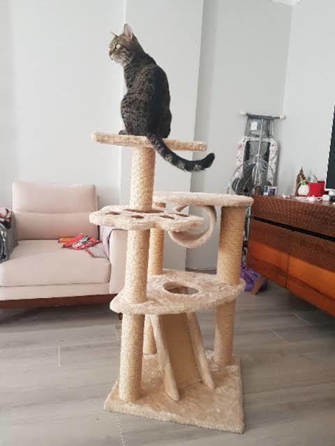 Kedinizi Mutlu Etmek İçin Yapmanız Gerekenler!