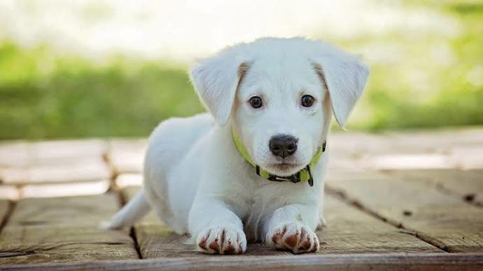 Köpeğinizi Neşelendirmek İçin Yapabilecekleriniz!