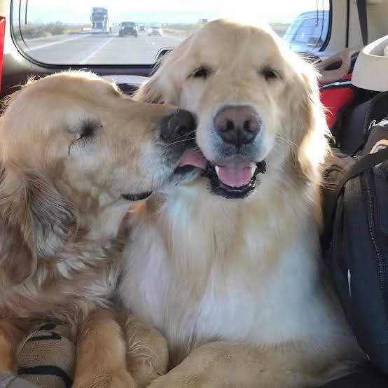 Köpeğinizi Neşelendirmek İçin Yapabilecekleriniz!