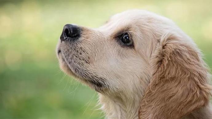 Köpeğinizi Neşelendirmek İçin Yapabilecekleriniz!