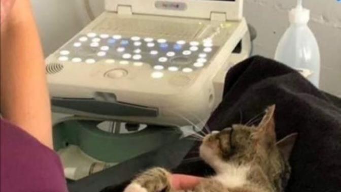 Hamile kedinizin bakımı ve beslenmesi