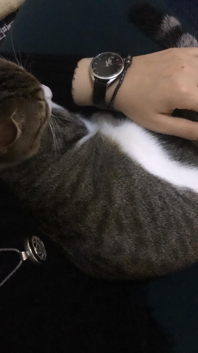 Kedi dostlarımızın mutluluğu