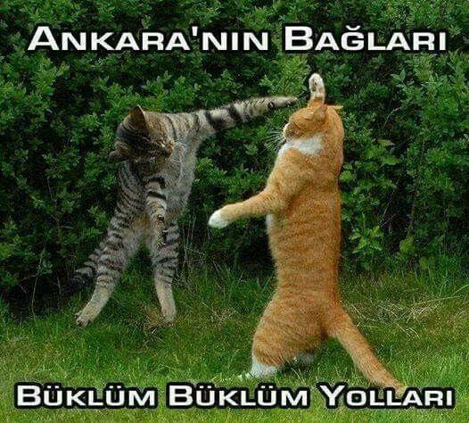 Kedi dostlarımızın mutluluğu