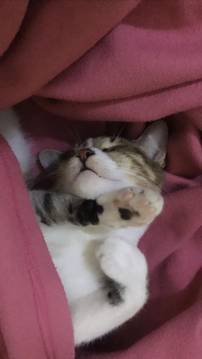 Kedi dostlarımızın mutluluğu