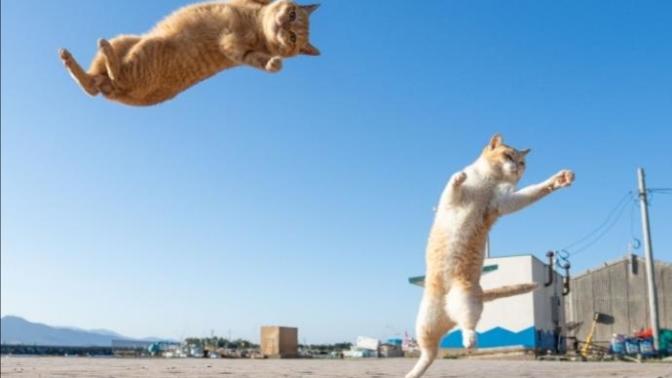 Kedi dostlarımızın mutluluğu
