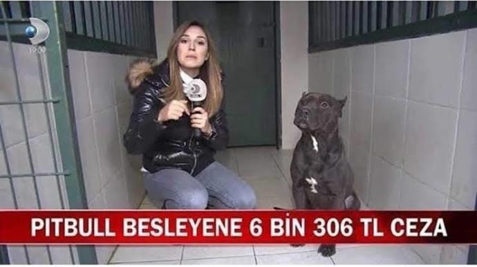 Ülkemizde Beslenmesi Yasak, Cezası Bulunan 5 Köpek Türü!