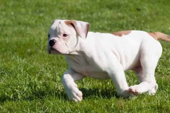 Ülkemizde Beslenmesi Yasak, Cezası Bulunan 5 Köpek Türü!