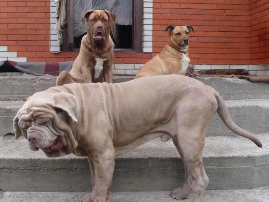 Ülkemizde Beslenmesi Yasak, Cezası Bulunan 5 Köpek Türü!