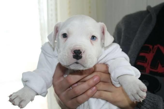 Ülkemizde Beslenmesi Yasak, Cezası Bulunan 5 Köpek Türü!