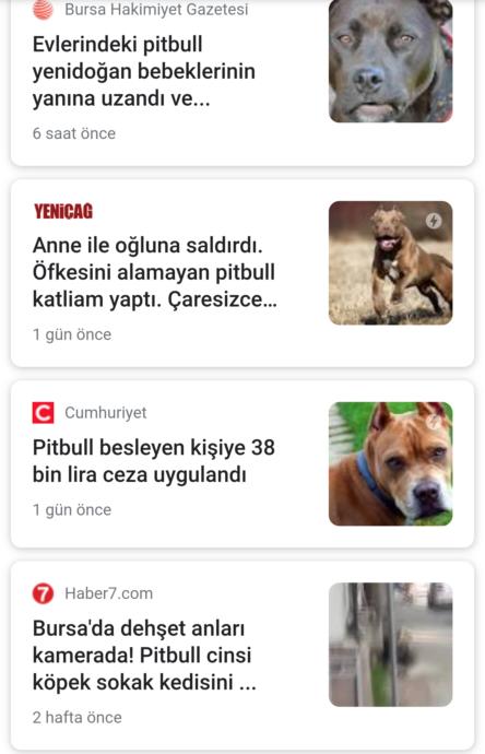 Pitbull haberleri