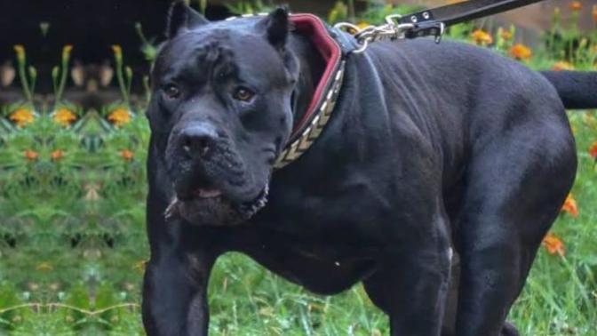 Ülkemizde Beslenmesi Yasak, Cezası Bulunan 5 Köpek Türü!