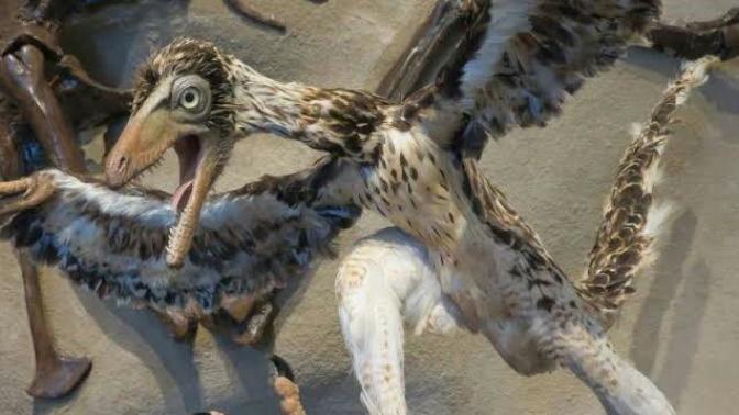 Birlikte Hayvanları Tanıyalım: Kuşların Atası Arkeopteriks!
