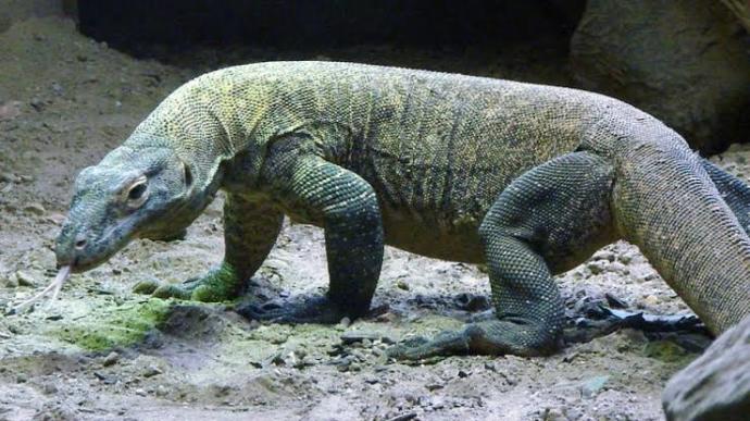 Birlikte Hayvanları Tanıyalım: Dev Sürüngen Komodo Ejderi!