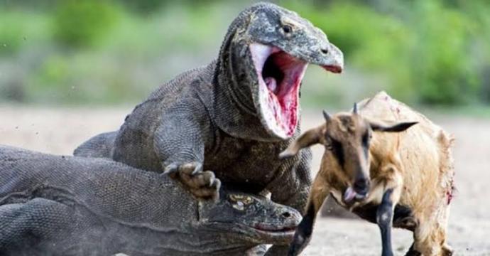 Birlikte Hayvanları Tanıyalım: Dev Sürüngen Komodo Ejderi!
