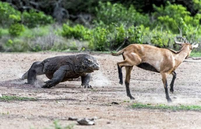 Birlikte Hayvanları Tanıyalım: Dev Sürüngen Komodo Ejderi!