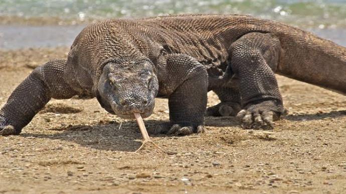 Birlikte Hayvanları Tanıyalım: Dev Sürüngen Komodo Ejderi!