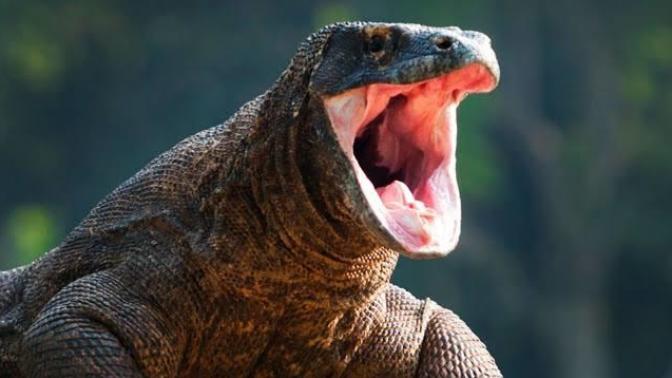 Birlikte Hayvanları Tanıyalım: Dev Sürüngen Komodo Ejderi!