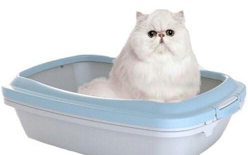 Birlikte Kedileri Tanıyalım: Yere İşeyen Kediye Tuvalet Eğitimi Nasıl Verilir?