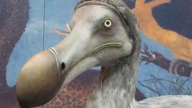 Birlikte Hayvanları Tanıyalım: Tatlı Güvercinlerin Atası Dodo Kuşları!
