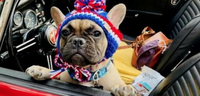 Amerikada Defalarca Belediye Başkanı Seçilen Köpek: Willbur Beast!