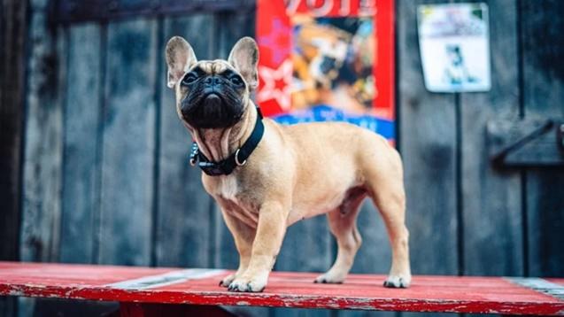 Amerikada Defalarca Belediye Başkanı Seçilen Köpek: Willbur Beast!